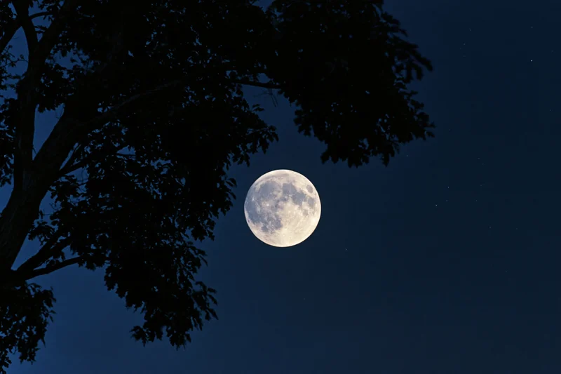 Full moon rising behind dark tree silhouette in night sky