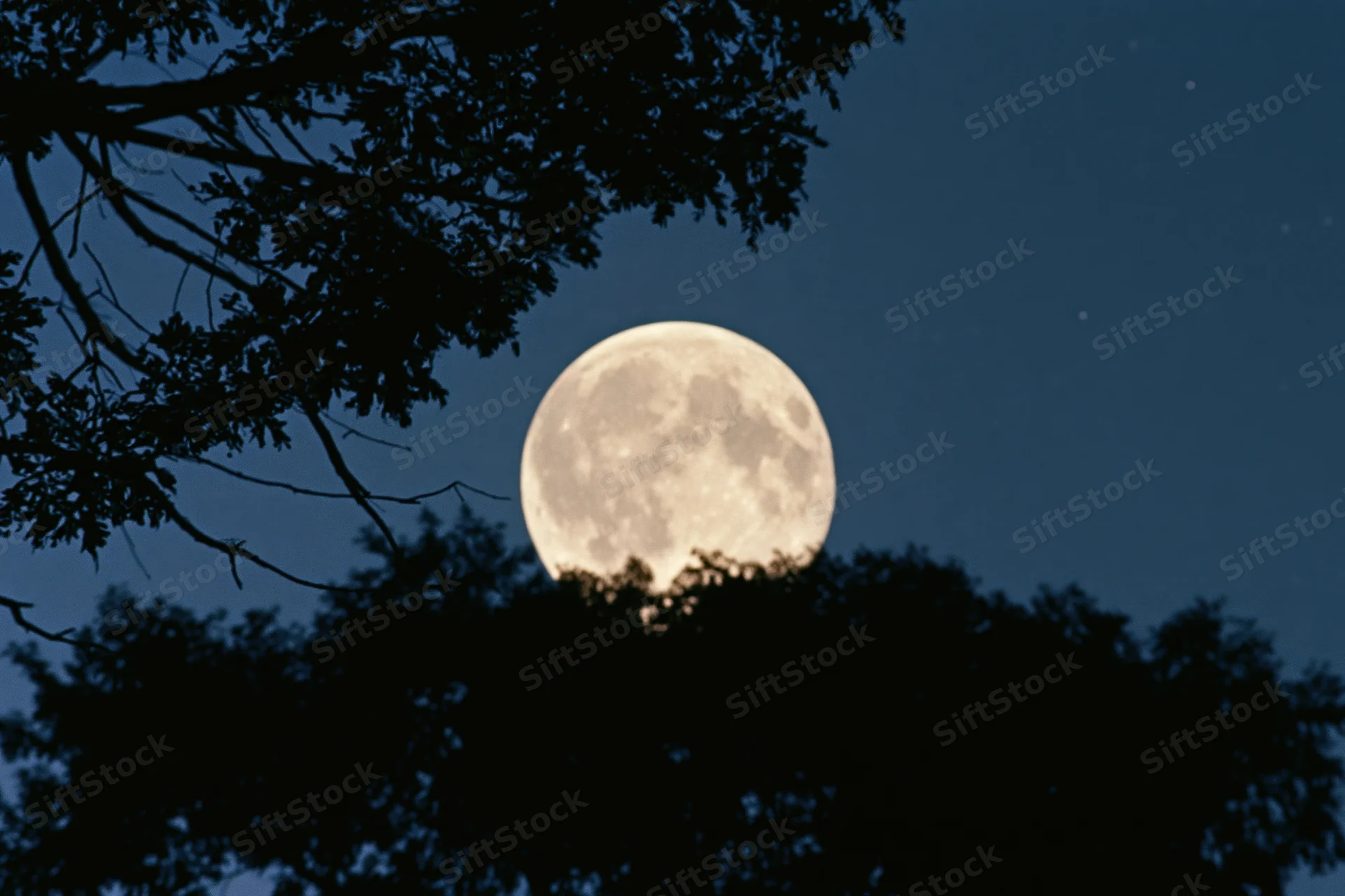 Full moon rising behind dark tree silhouettes against night sky