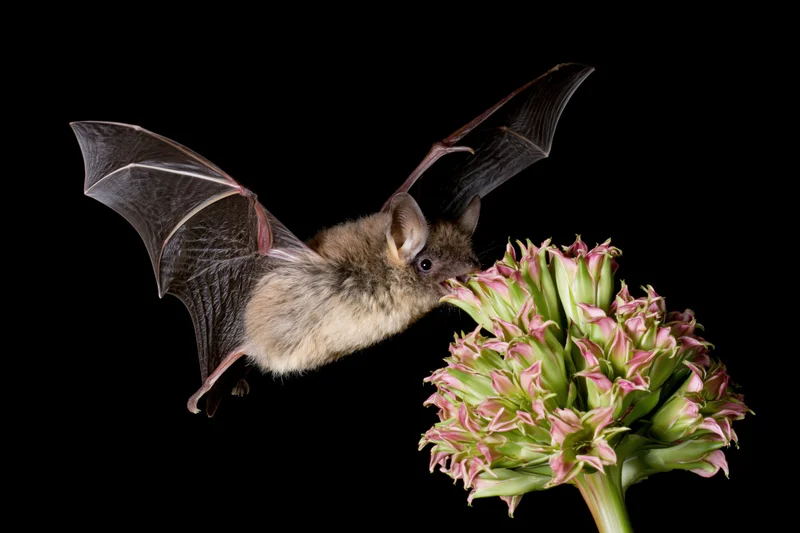 Lesser long-nosed bat hovering mid-flight to feed from an agave flower against black background