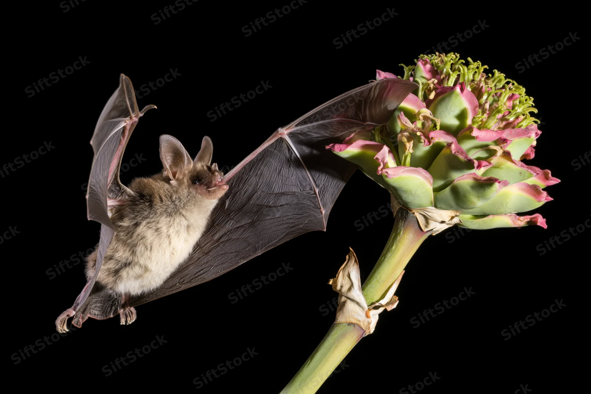 Lesser long-nosed bat hovering mid-flight to feed from an agave flower against black background