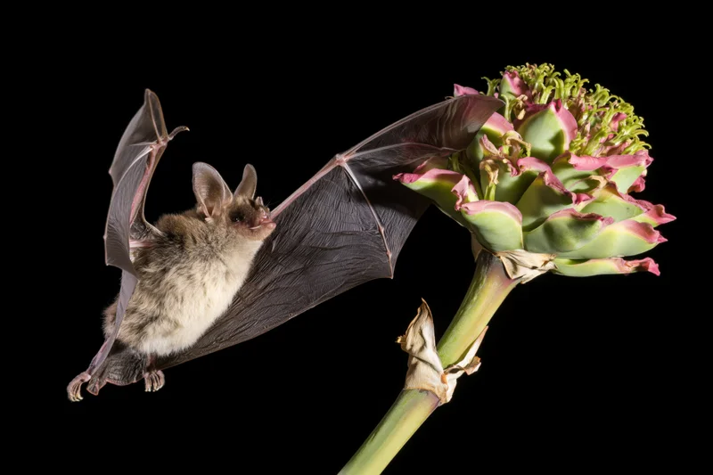 Lesser long-nosed bat hovering mid-flight to feed from an agave flower against black background