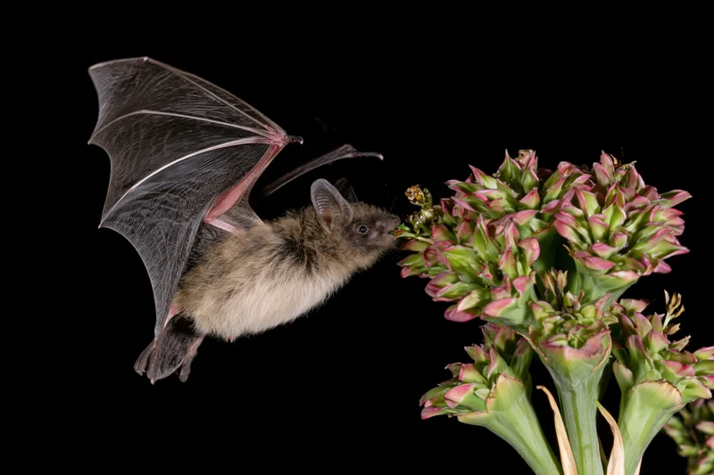 Lesser long-nosed bat hovering mid-flight to feed from an agave flower against black background