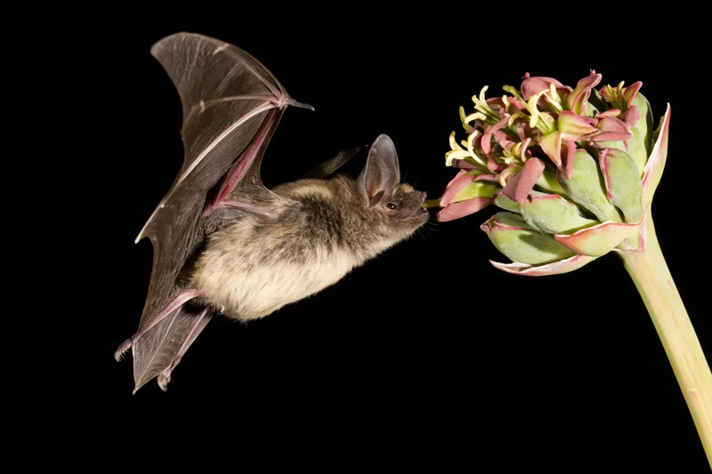 Lesser long-nosed bat hovering mid-flight to feed from an agave flower against black background