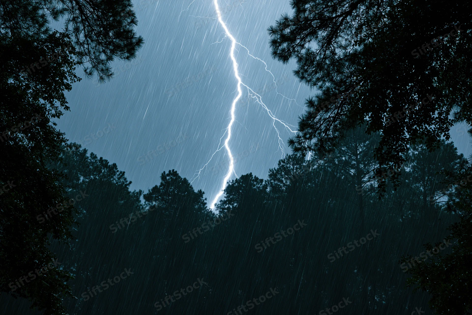 Lightning bolt striking through dark pine forest at night during heavy rain