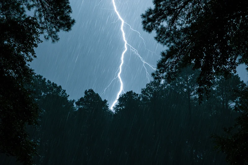 Lightning bolt striking through dark pine forest at night during heavy rain