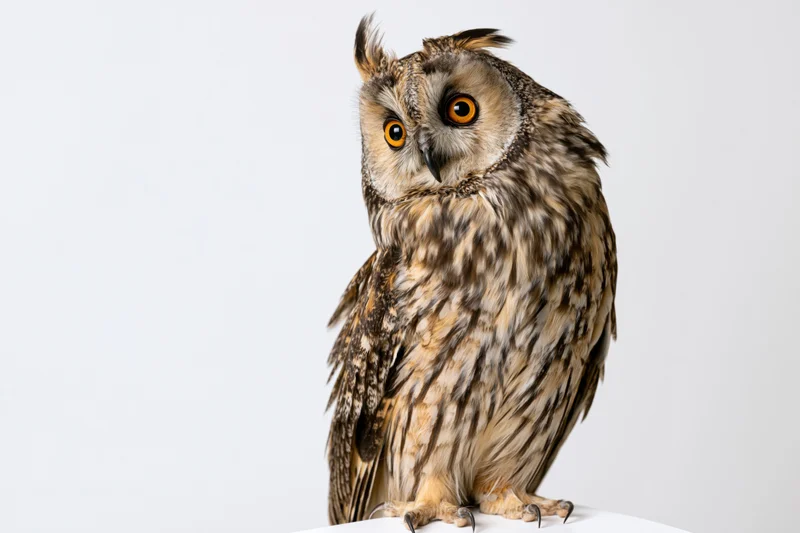 Long-eared owl perched upright with head tilted on white background