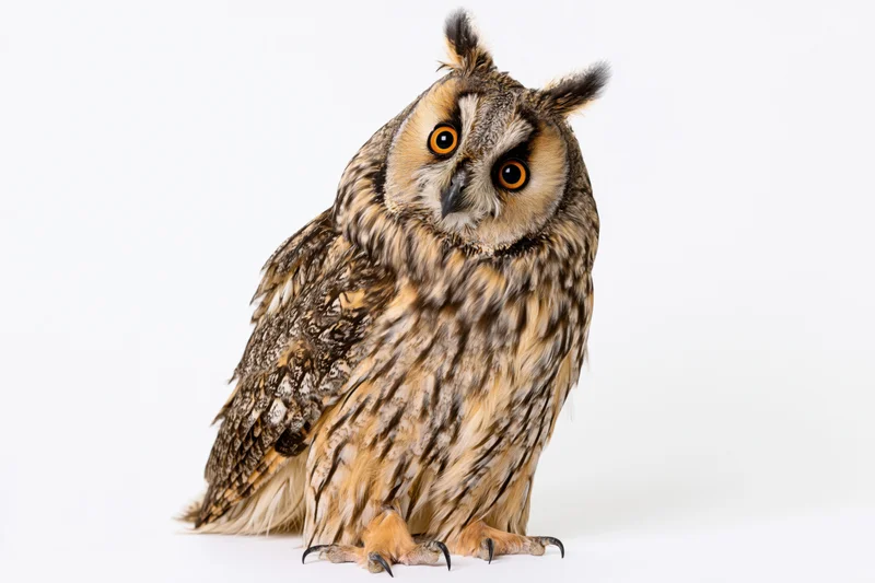 Long-eared owl perched upright with head tilted slightly on white background
