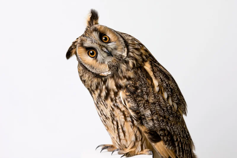 Long-eared owl perched upright with head tilted slightly to one side against white background