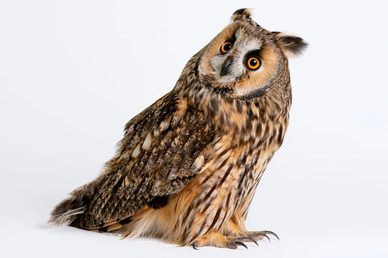Long-eared owl perched upright with head tilted on white background
