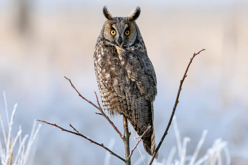 Long-eared owl perched upright on a frost-covered twig in a winter landscape