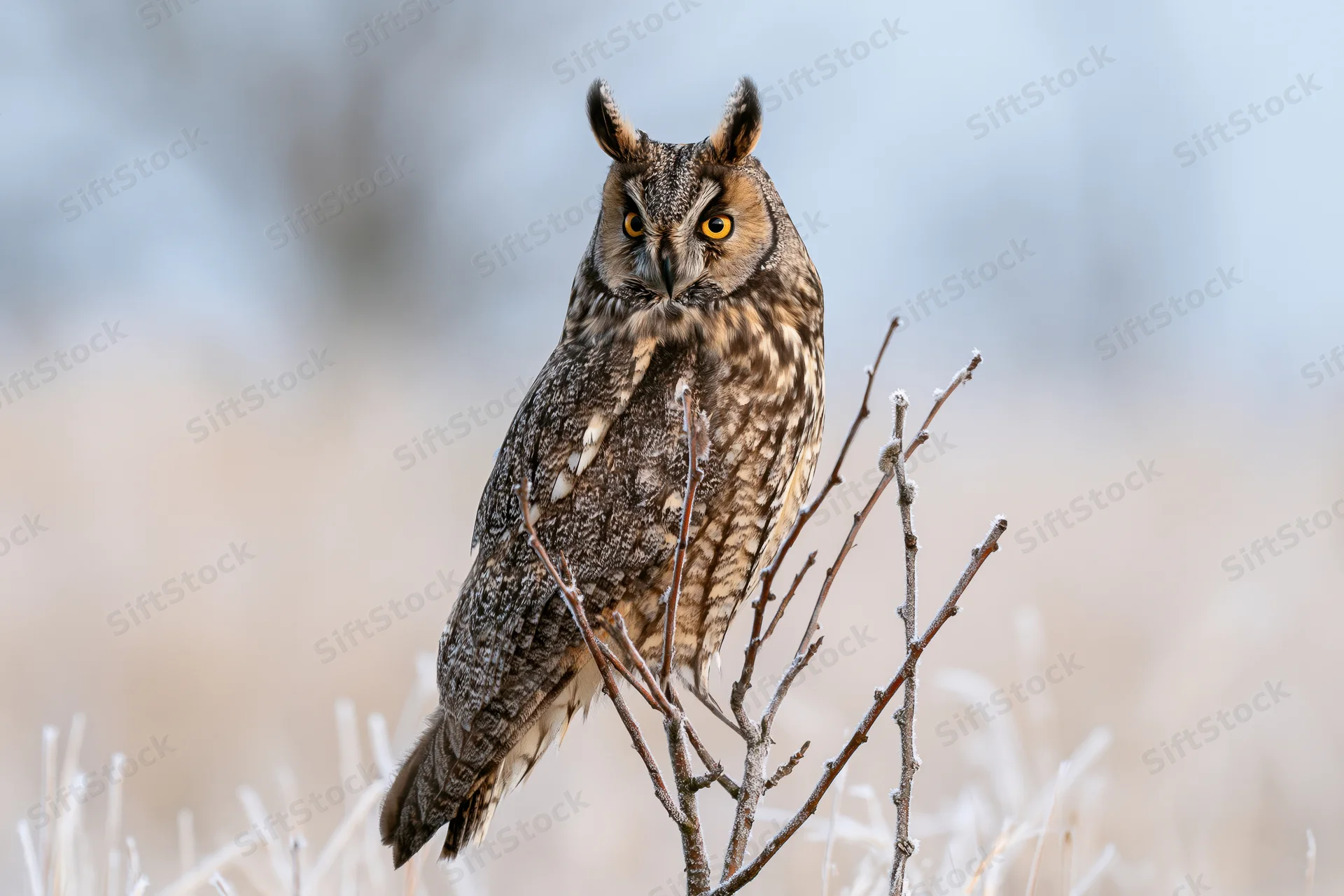 Long-eared owl perched upright on a frost-covered twig in a winter landscape