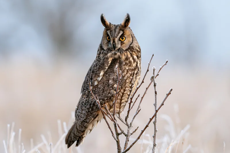 Long-eared owl perched upright on a frost-covered twig in a winter landscape