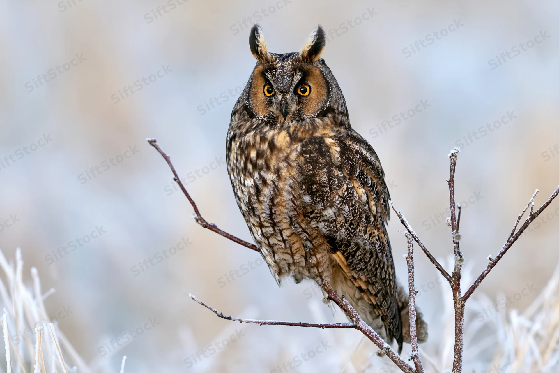 Long-eared owl perched upright on a frost-covered twig in a winter landscape