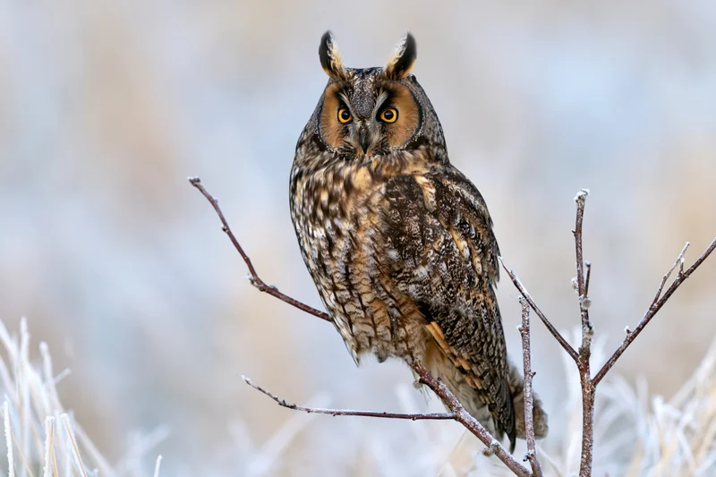Long-eared owl perched upright on a frost-covered twig in a winter landscape