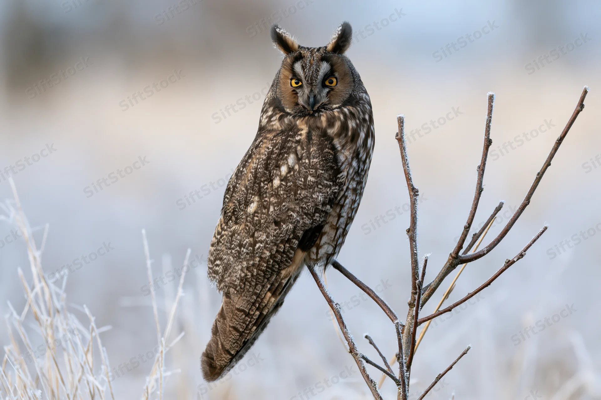 Long-eared owl perched upright on a frost-covered twig in a winter field