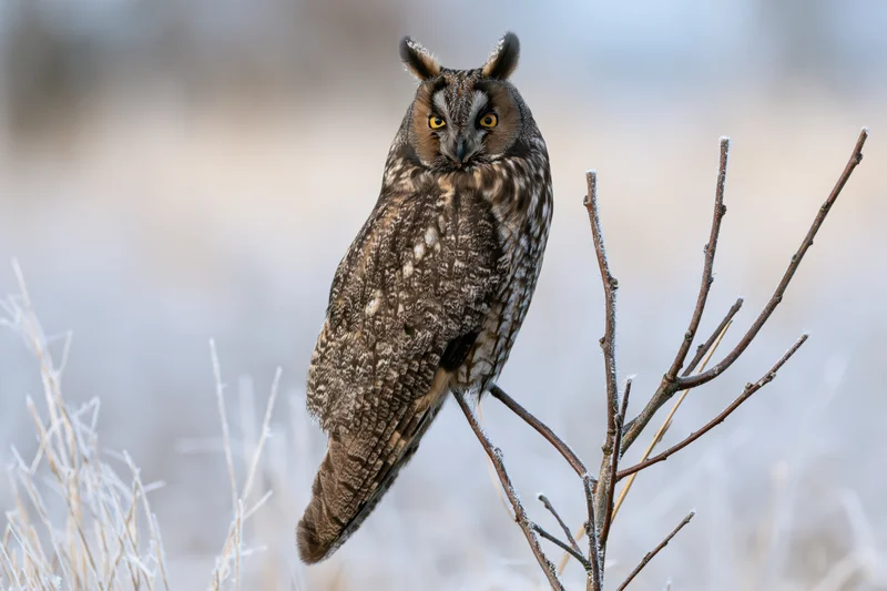 Long-eared owl perched upright on a frost-covered twig in a winter field