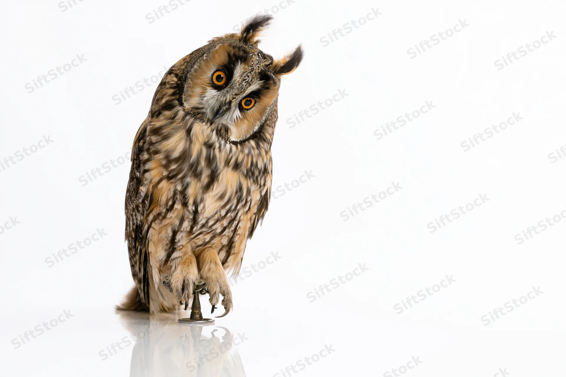 Long-eared owl perched upright on a metal jess perch against white background