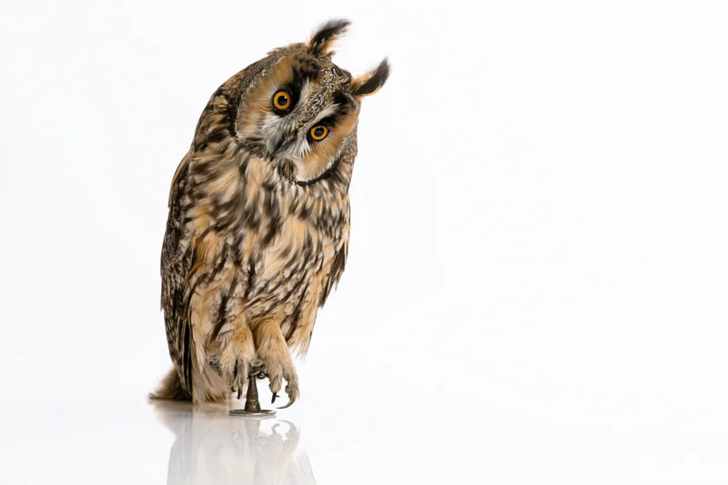 Long-eared owl perched upright on a metal jess perch against white background