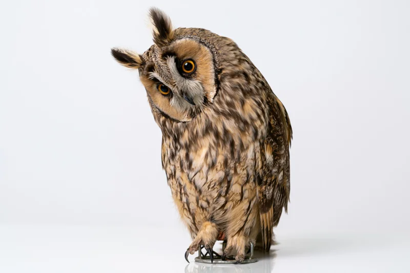 Long-eared owl perched upright on a metal jess perch against white background
