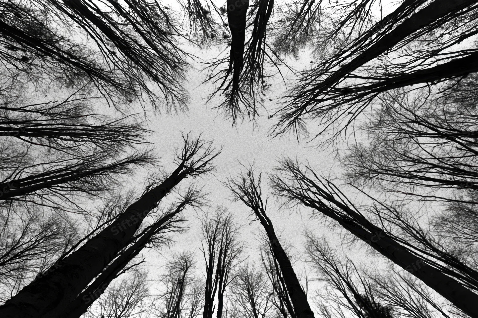 Upward view of bare trees forming a ring against the sky from the forest floor