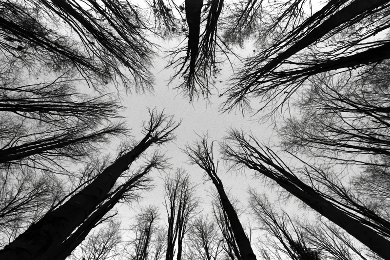 Upward view of bare trees forming a ring against the sky from the forest floor