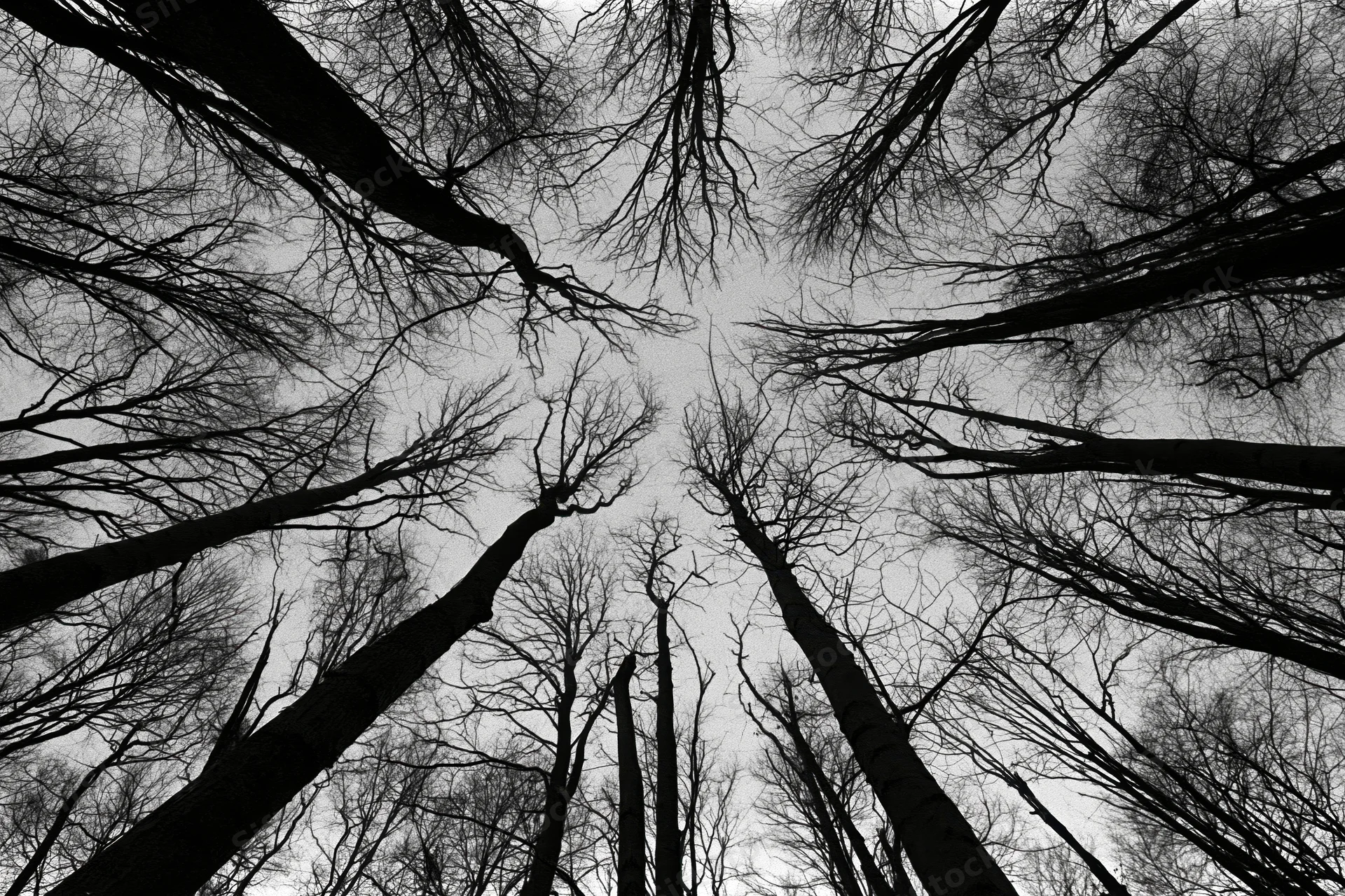 Upward view through bare tree trunks and branches toward overcast sky in winter forest