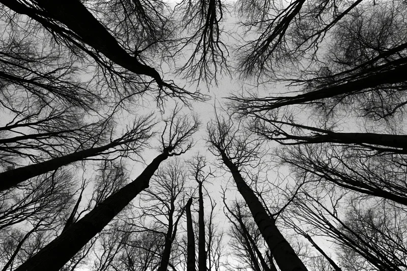 Upward view through bare tree trunks and branches toward overcast sky in winter forest