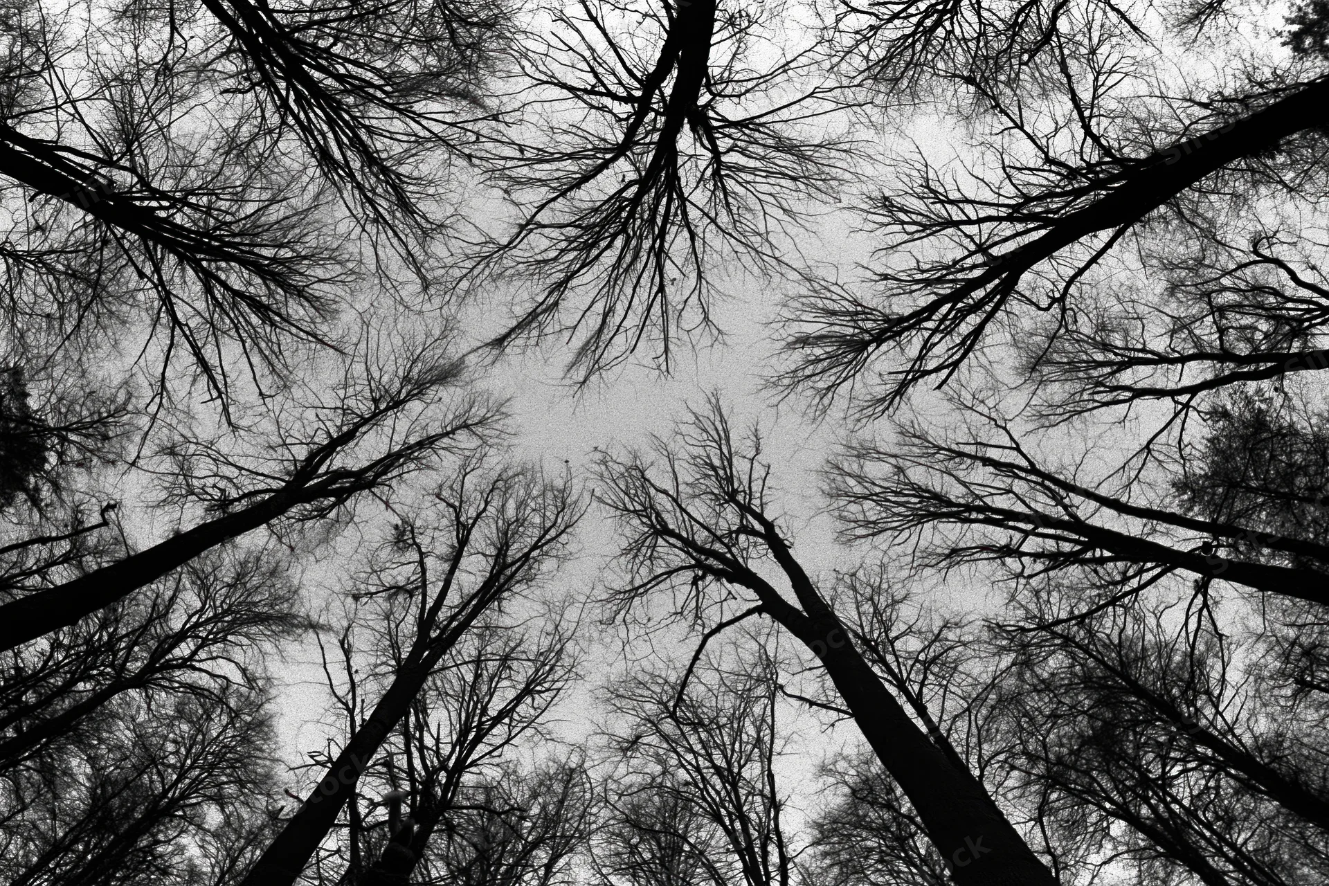 Upward view of bare tree branches forming a canopy against an overcast sky in a winter forest