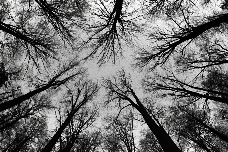 Upward view of bare tree branches forming a canopy against an overcast sky in a winter forest