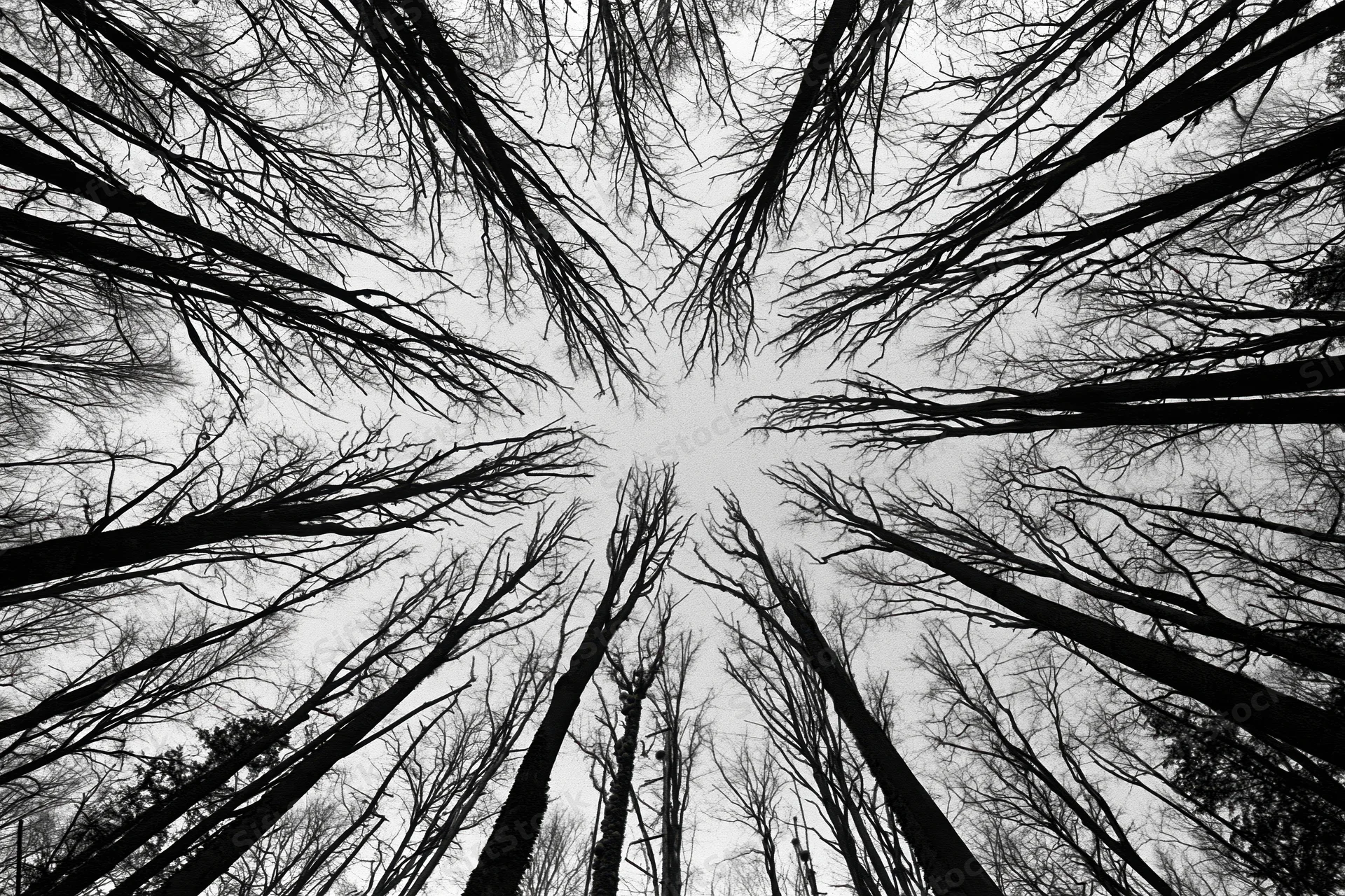 Upward view through bare tree trunks and branches in a forest canopy