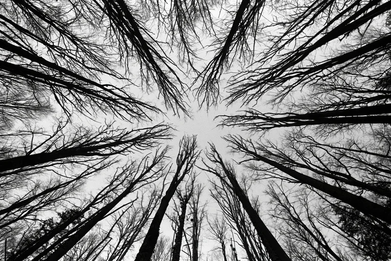 Upward view through bare tree trunks and branches in a forest canopy