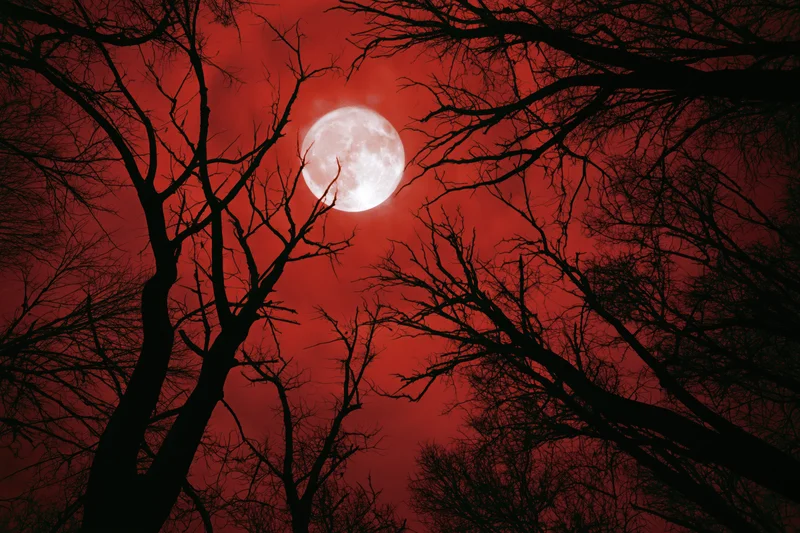 Full moon glowing in red sky seen through bare winter tree branches