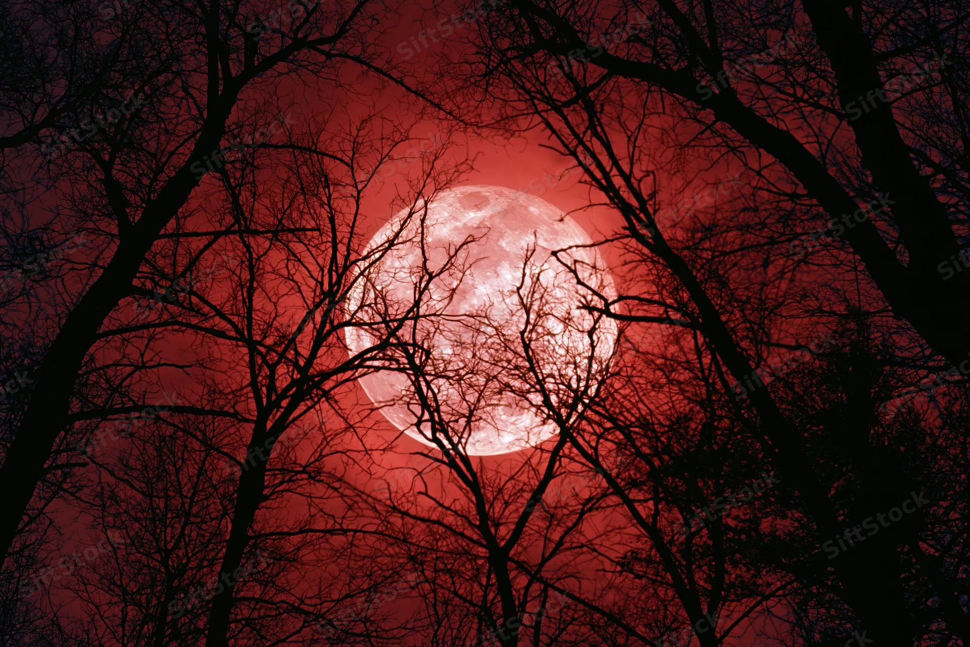 Red full moon seen through bare winter tree branches at night