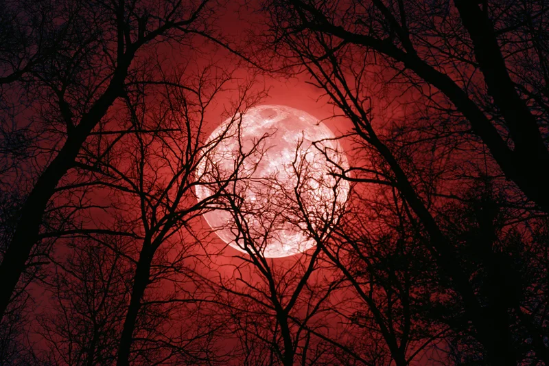 Red full moon seen through bare winter tree branches at night
