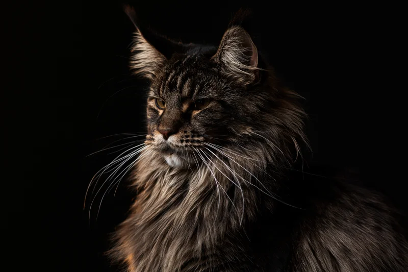 Maine coon cat in profile with intense gaze against dark background