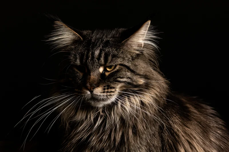 Maine coon cat with long fur and yellow eyes gazing off-camera against dark background
