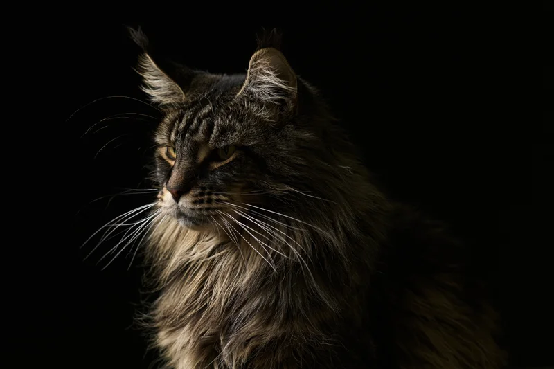 Maine coon cat in profile with alert gaze against dark background