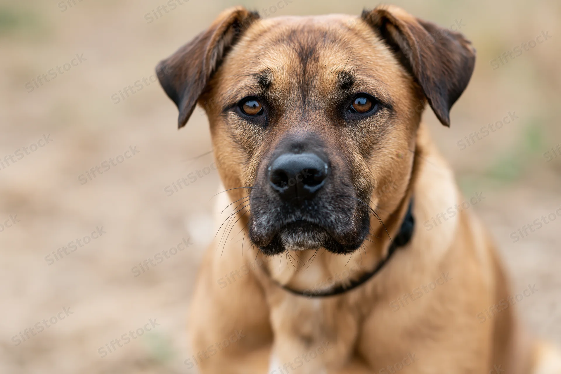 Mixedbreed dog sitting outdoors looking directly at camera with brown fur and black collar
