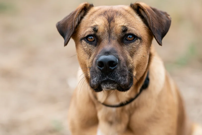 Mixedbreed dog sitting outdoors looking directly at camera with brown fur and black collar