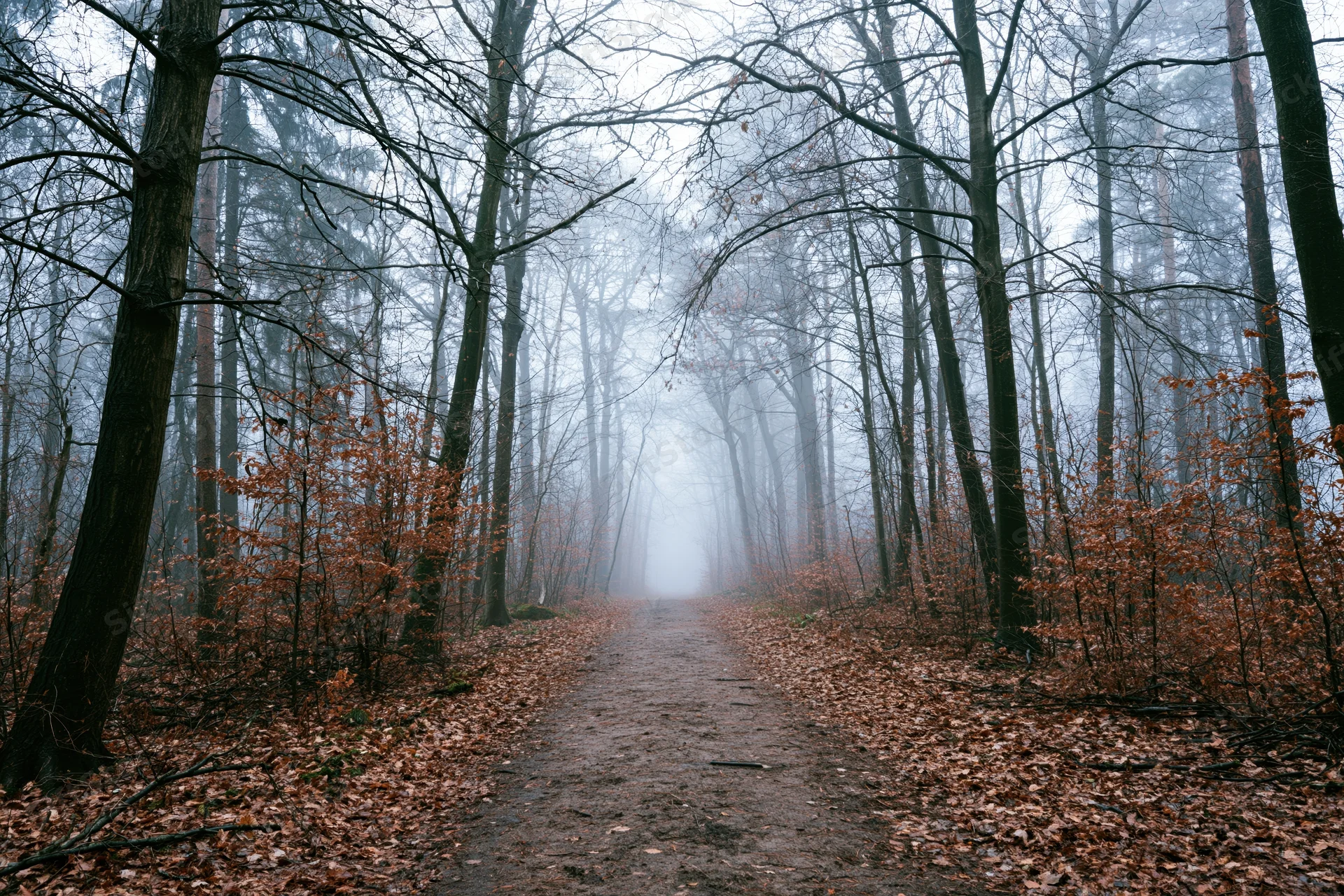 Narrow dirt path receding into dense fog between tall bare trees in autumn forest