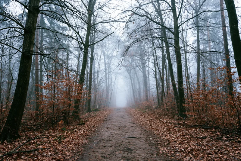 Narrow dirt path receding into dense fog between tall bare trees in autumn forest