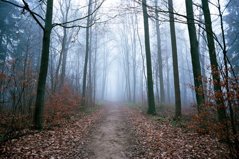Narrow dirt path receding into dense fog between tall bare trees in autumn forest