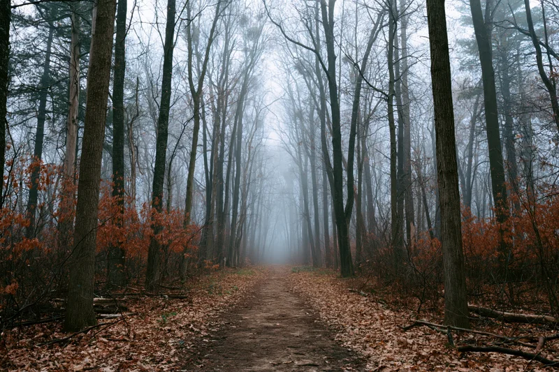 Narrow dirt path receding into dense fog between tall bare trees in autumn forest