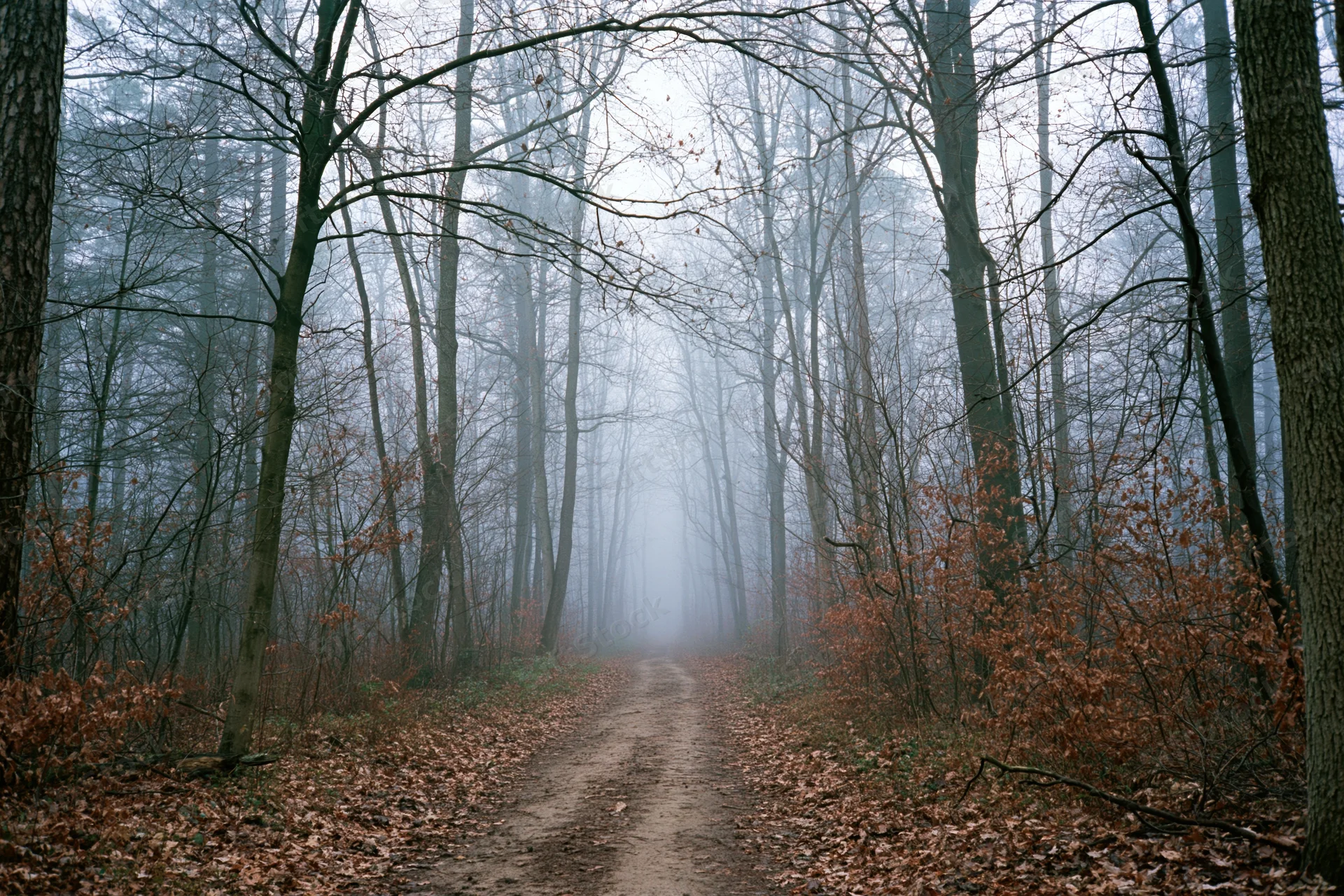 Narrow dirt path receding into dense fog between tall bare trees in autumn forest