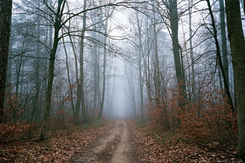 Narrow dirt path receding into dense fog between tall bare trees in autumn forest