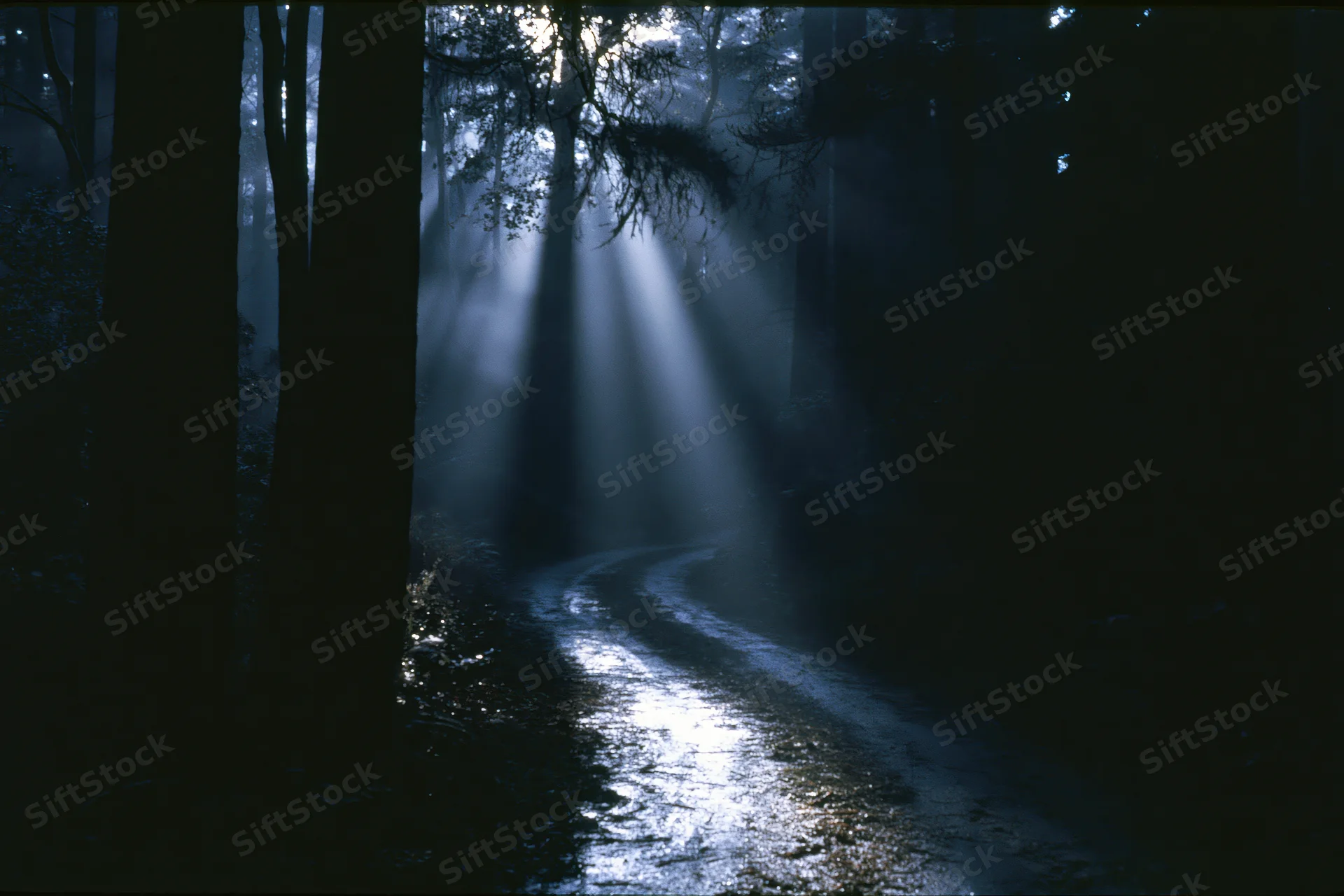 Moonlight beams through dense forest trees onto a winding dirt path at night