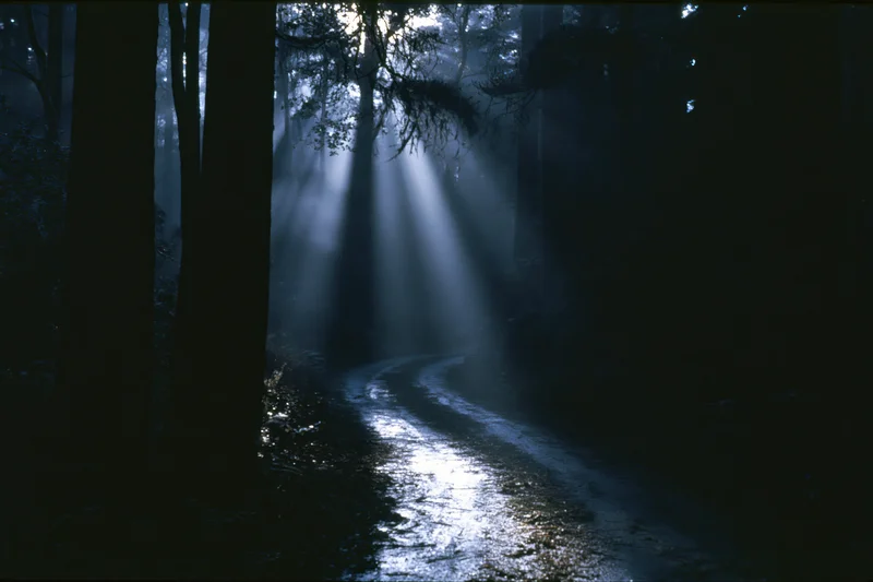 Moonlight beams through dense forest trees onto a winding dirt path at night