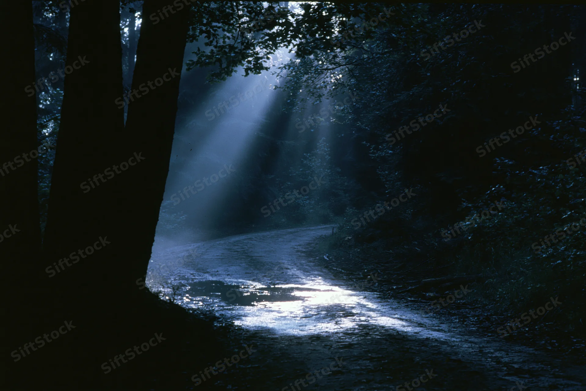 Moonlight beams through dense forest canopy onto a winding dirt path at night
