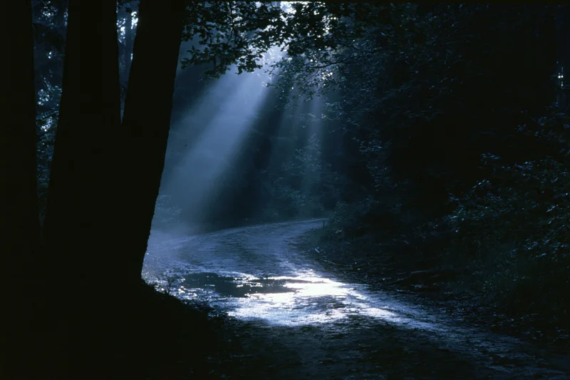 Moonlight beams through dense forest canopy onto a winding dirt path at night