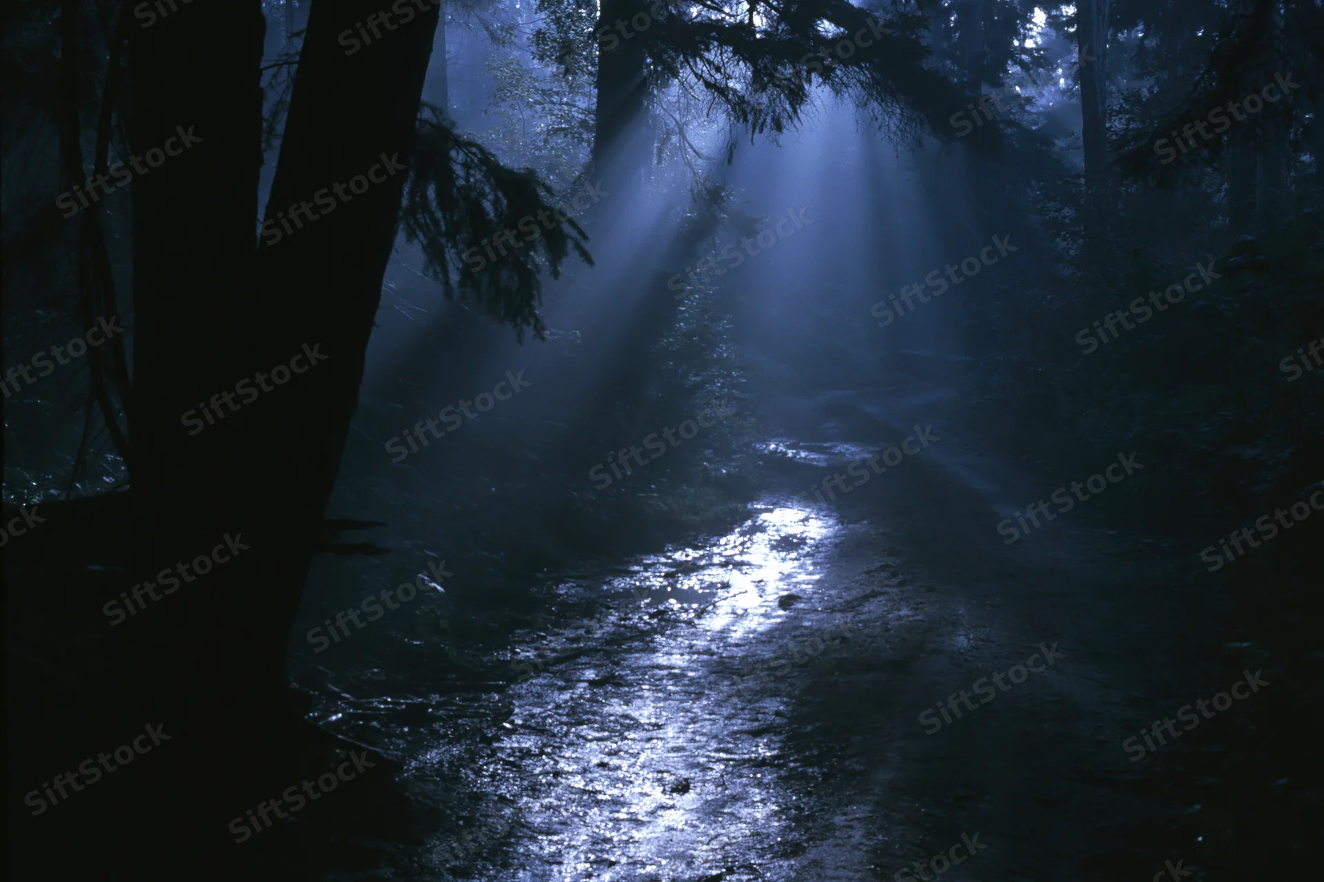 Moonlight beams through dense forest trees onto a damp winding path at night
